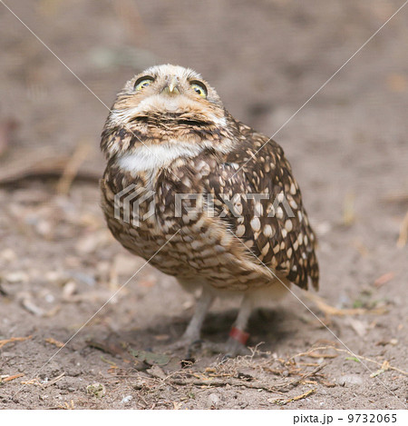 Burrowing owl (Athene cunicularia) in captivity 9732065