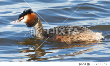 Great crested grebe Great crested grebe 9732075