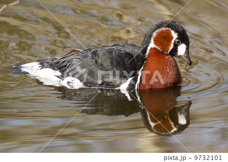 A Red-breasted Goose is swimming 9732101