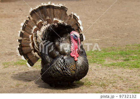 A large turkey 9732132