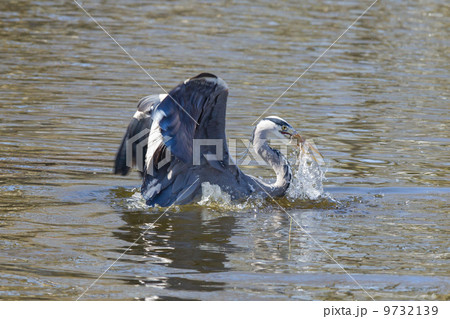 Great blue heron spears a fish 9732139