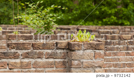 Plant little tree on old red bricks wall background 9732142