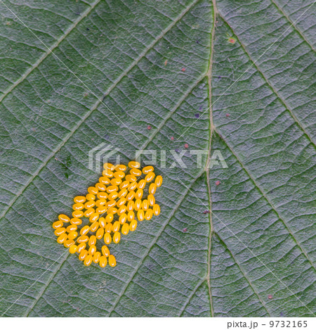 Aporia crataegi Eggs on Green Leaf Close-up Aporia crataegi Eggs on Green Leaf Close-up 9732165