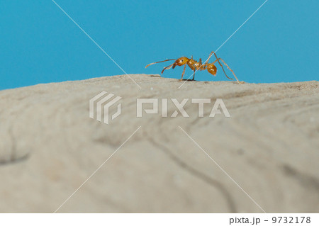 A leaf cutter ant A leaf cutter ant 9732178