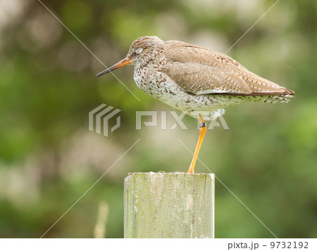 Redshank on a pole 9732192