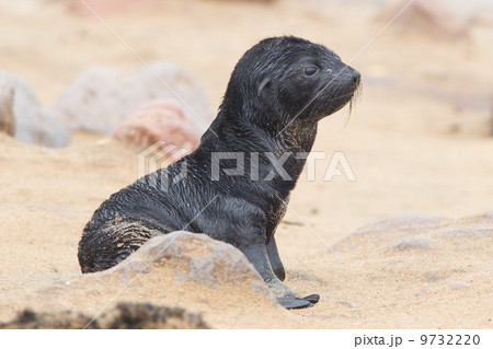 Cape fur seal (Arctocephalus pusillus) 9732220