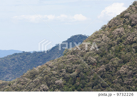 View of Vietnamese rainforrest (green jungle) 9732226