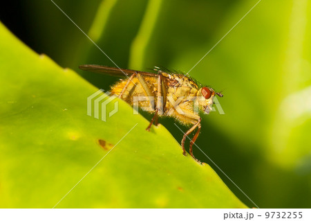 Green fly on a leaf Green fly on a leaf 9732255