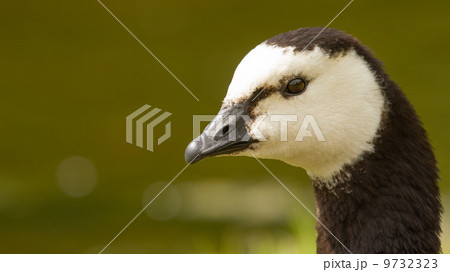 Close-up of a Barnacle Goose Close-up of a Barnacle Goose 9732323