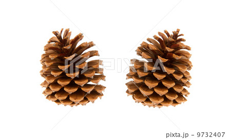 Two pine cones isolated Two pine cones isolated 9732407