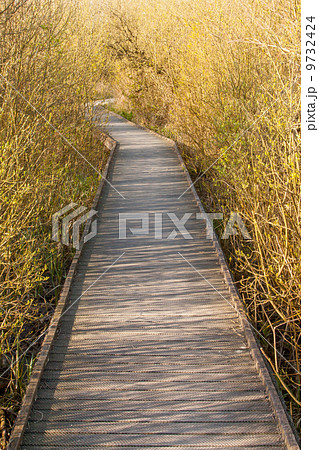 A wooden path in the marsh 9732424