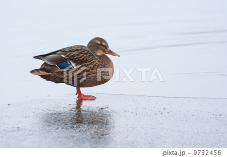 A wild duck on the ice A wild duck on the ice 9732456