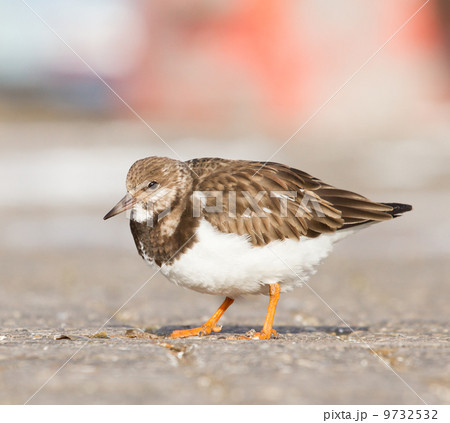 Ruddy Turnstone 9732532