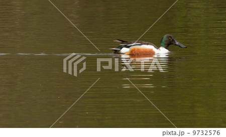 Northern Shoveler in the water Northern Shoveler in the water 9732576
