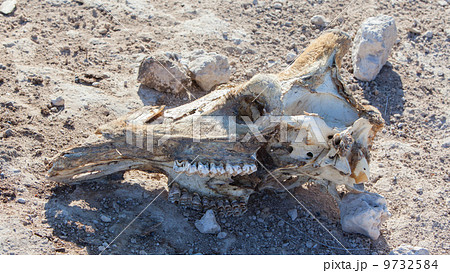 Killed giraffe, skull 9732584