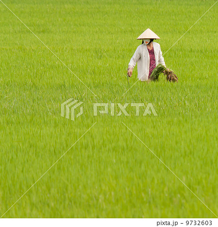 Farmer working on a ricefield in Vietnam, Nha Trang 9732603