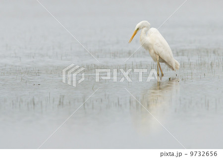 Great white heron Great white heron 9732656
