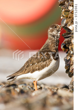 Ruddy Turnstone Ruddy Turnstone 9732661