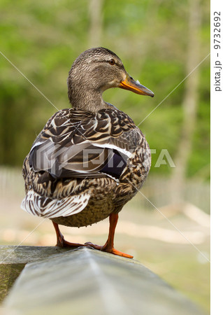 Mallard standing 9732692