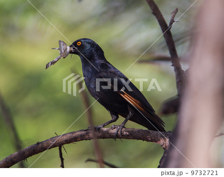 Red-winged Starling Red-winged Starling 9732721