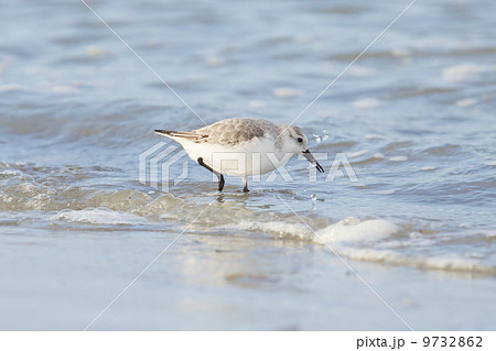 Sanderling (Calidris alba) searching for food 9732862