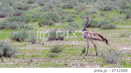 Kori Bustard (Ardeotis kori) walking in the bush Kori Bustard (Ardeotis kori) walking in the bush 9732880