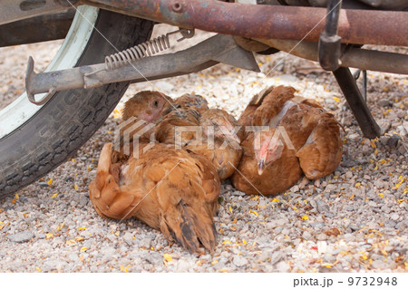 Brown chickens resting underneath a motorcycle Brown chickens resting underneath a motorcycle 9732948