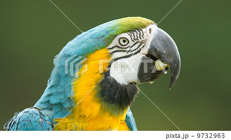 Close-up of a macaw parrot 9732963