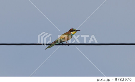 European bee-eaters (Merops Apiaster) 9732970