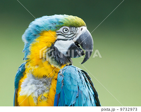 Close-up of a macaw parrot 9732973