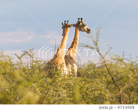 Giraffes in Etosha, Namibia 9733008