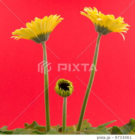 Yellow gerbera flower isolated on a red background Yellow gerbera flower isolated on a red background 9733061