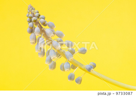 Grape hyacinth with yellow background 9733087