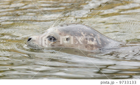 Grey seal swimming 9733133