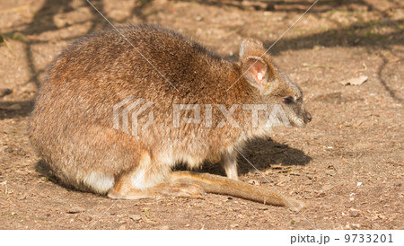 A parma wallaby 9733201