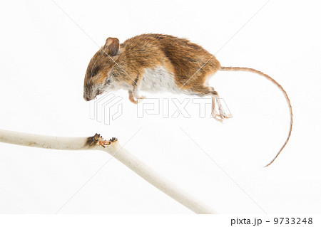 Mouse killed 9733248