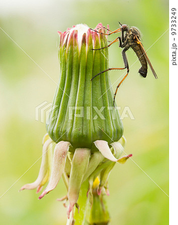 Ugly fly sitting on an hawkbit 9733249
