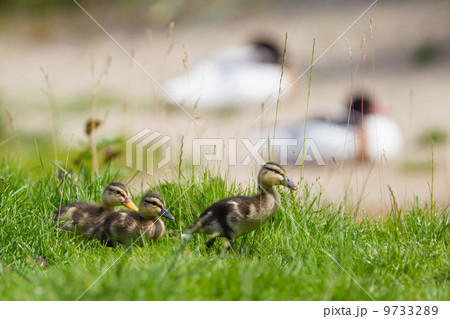 Small ducklings outdoor on green grass Small ducklings outdoor on green grass 9733289