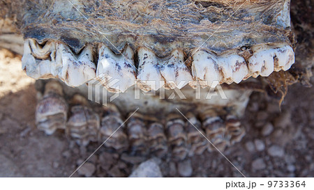 Killed giraffe, teeth 9733364