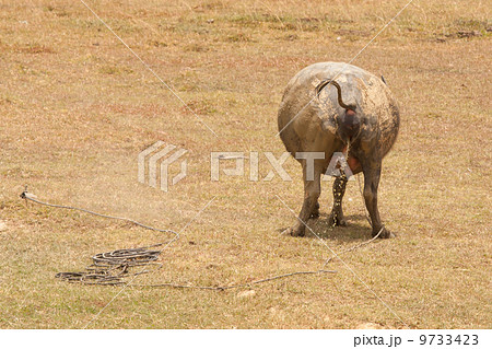 Large water buffalo peeing 9733423
