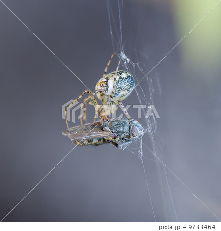 Small spider eating the fly 9733464
