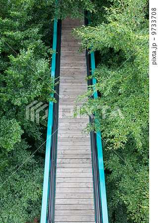 Green pathway through the trees 9733708