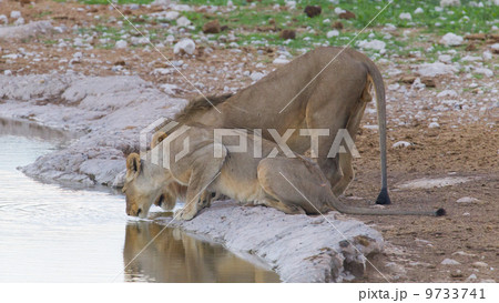 Lion walking on the rainy plains of Etosha 9733741