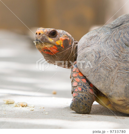 Cherry head red foot tortoise Cherry head red foot tortoise 9733780