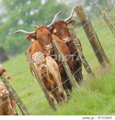 Red Angus steer in a field 9733805