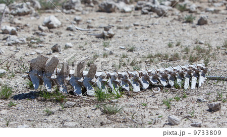 Spine of a wild beast lying on the ground in Etosha national par 9733809