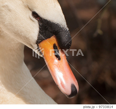 A closeup of a swan A closeup of a swan 9733814