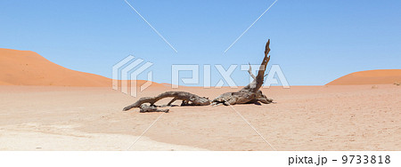 Dead acacia trees and red dunes of Namib desert Dead acacia trees and red dunes of Namib desert 9733818