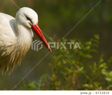 A stork A stork 9733819