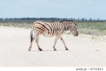 Burchells zebra (Equus Burchelli) crossing gravel road 9733821